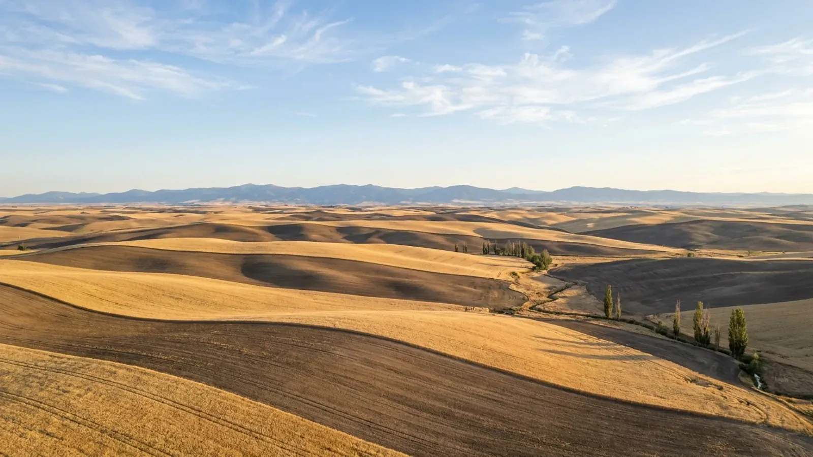 Rolling golden wheat and fallow strips in eastern Oregon wheat country, with a forested mountain range on the far horizon.