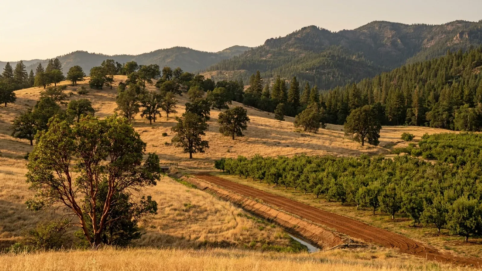 Golden oak-dotted hills in a Southern Oregon valley with a madrone, a pear orchard on the valley floor and pine and fir on the higher slopes.